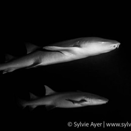 1_-Sylvie-Ayer-Maldives-nurse-shark