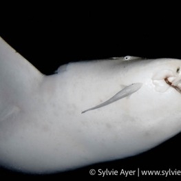 ©-Sylvie-Ayer-Maldives-tawny-nurse-shark-Nebris-ferrugineus