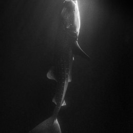 ©-Sylvie-Ayer-Maldives-whale-shark-Rhincodon-typus