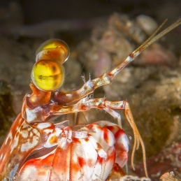 ©-Sylvie-Ayer-Maldives-peacock-mantis-Odontodactylus-scyllarus