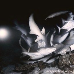 ©-Sylvie-Ayer-2