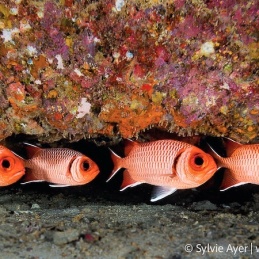 ©-Sylvie-Ayer-Maldivesbigscale-soldierfish-Myripristis-berndti