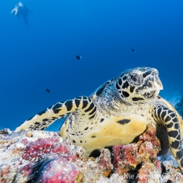 ©-Sylvie-Ayer-Maldives-Hawksbill-turtle-Eretmochelys-imbricata