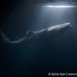 2016-03-02_Thaa-Requin-baleine-Maldives-475-NEF_DxO_DeepPRIME-3