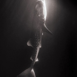 2016-03-02_Thaa-Requin-baleine-Maldives-475-NEF_DxO_DeepPRIME-2