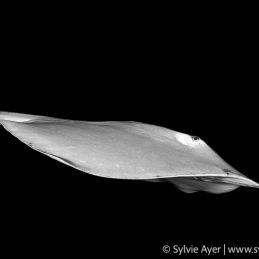 ©-Sylvie-Ayer-Maldives-Jenkins-Whipray-Pateobatis-jenkinsi