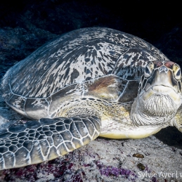 ©-Sylvie-Ayer-Maldives-green-sea-turtle