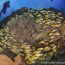 2018-12-26_Kuda-Rah-Thila-Ari-Maldives-1