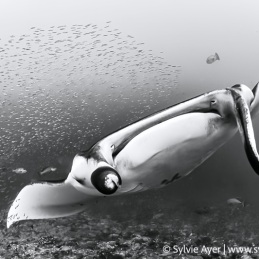 ©-Sylvie-Ayer-Maldives-reef-manta-ray-Manta-alfredi