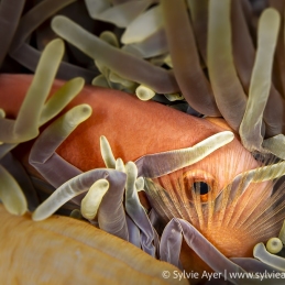 2018-12-24_Fish-Head-Ari-Maldives-20
