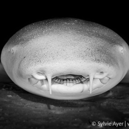 ©-Sylvie-Ayer-2