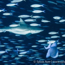 ©-Sylvie-Ayer-maldives-grey-reef-shark