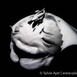 7_-Sylvie-Ayer-Maldives-reef-manta