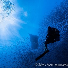 7_-Sylvie-Ayer-Maldives-reef-manta