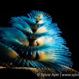 ©-Sylvie-Ayer-Indonesia-Banda-Sea-Christmas-Tree-Worm