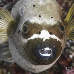 @-Sylvie-Ayer-micronesia-Masked-Puffer