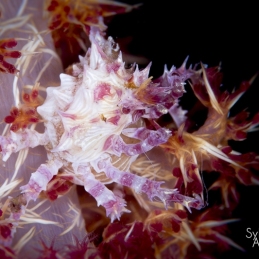 @-Sylvie-Ayer-micronesia-candy-crab
