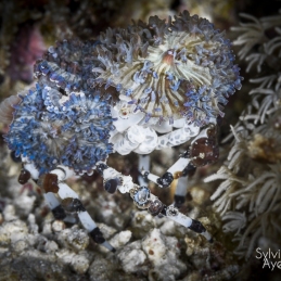 @-Sylvie-Ayer-Indonesia-raja-ampat-decorator-crab