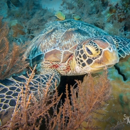 @-Sylvie-Ayer-Palau-Micronesia-Green-turtle