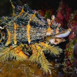 @-Sylvie-Ayer-Palau-Micronesia-Hairy-yellow-hermit-crab