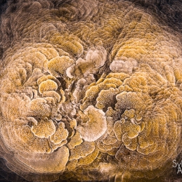 @-Sylvie-Ayer-Palau-Micronesia-Hard-Coral
