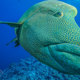 @-Sylvie-Ayer-Palau-Micronesia-Napoleon-fish