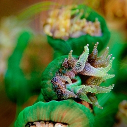 @-Sylvie-Ayer-Palau-Micronesia-coral