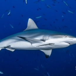 @-Sylvie-Ayer-Palau-Micronesia-grey-shark