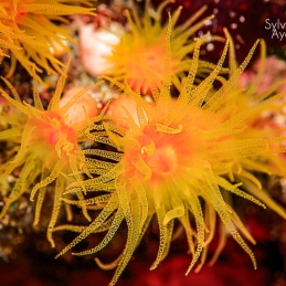 @-Sylvie-Ayer-coral-Palau-Micronesia
