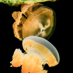 @-Sylvie-Ayer-jellyfish-Palau-Micronesia