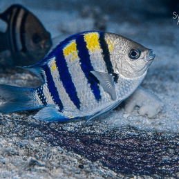 @-Sylvie-Ayer-sergeant-major-with-eggs-Palau-Micronesia
