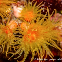 ©-Sylvie-Ayer-Micronesia-Coral-2