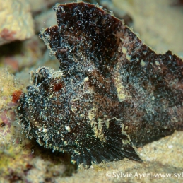 ©-Sylvie-Ayer-Micronesia-Palau-leaf-fish