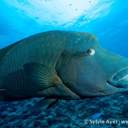 ©-Sylvie-Ayer-Micronesia-Palau-napoleon-fish