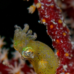 ©-Sylvie-Ayer-Micronesia-Palau-pygmy-squid