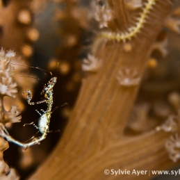 ©-Sylvie-Ayer-Micronesia-Palau-skeleton-shrimp