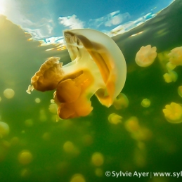 ©-Sylvie-Ayer-Micronesia-jellyfish-lake-2