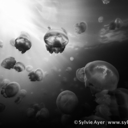 ©-Sylvie-Ayer-Micronesia-jellyfish-lake