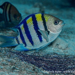 ©-Sylvie-Ayer-Micronesia-sergent-major-fish