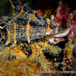 ©-Sylvie-Ayer-Micronesie-Hairy-yellow-hermit-crab-Aniculus-maximus