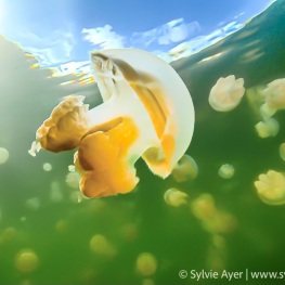 ©-Sylvie-Ayer-Palau-Micronesia-JellyFish