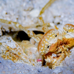 ©-Sylvie-Ayer-micronesie-shrimp