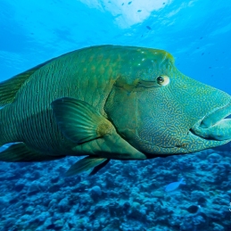 @-Sylvie-Ayer-Palau-Micronesia-Napoleon-fish