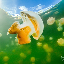 @-Sylvie-Ayer-Palau-Micronesia-jelly-fish-lake