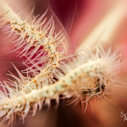 @-Sylvie-Ayer-coral-Palau-Micronesia