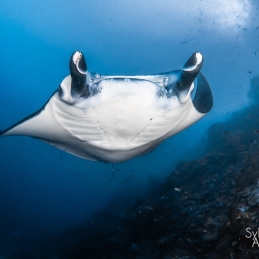 ©-Sylvie-Ayer-manta-ray-Palau-Micronesia