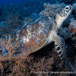 1_-Sylvie-Ayer-Micronesie-Green-turtle