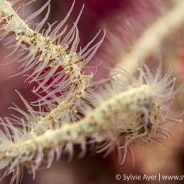 ©-Sylvie-Ayer-Micronesia-Coral