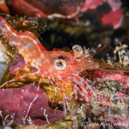 ©-Sylvie-Ayer-Micronesie-Humpack-Prawn