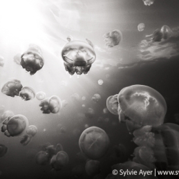 ©-Sylvie-Ayer-Micronesie-jellyfish-lake